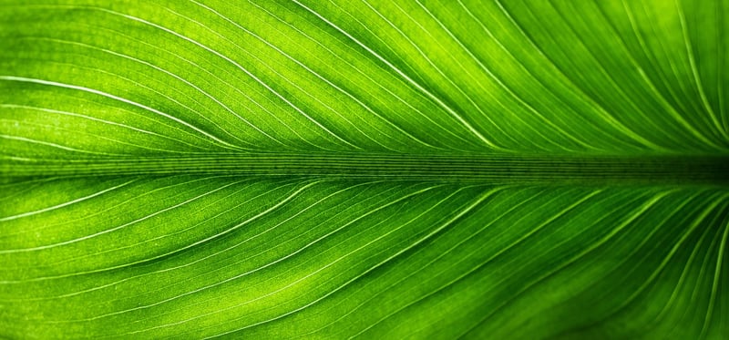 Eco-friendly creations