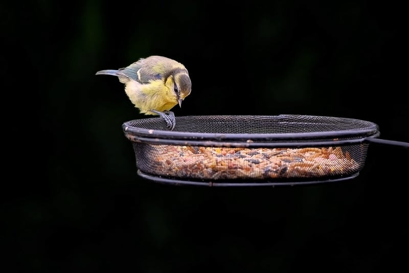 Recycled Bird Feeder